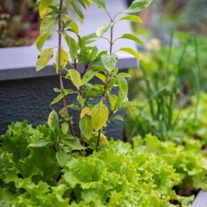 Apto Mobiliado com 40m², 1 dormitório, 1 vaga, no bairro Centro em Caxias do Sul para Comprar