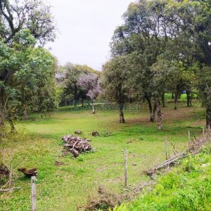 Terreno, no bairro Sagrada Família em Caxias do Sul para Comprar