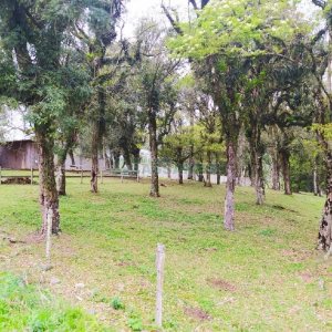 Terreno, no bairro Sagrada Família em Caxias do Sul para Comprar