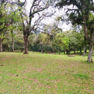 Terreno, no bairro Sagrada Família em Caxias do Sul para Comprar