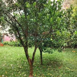 Casa Comercial com 254m², 8 dormitórios, 3 vagas, no bairro Jardim América em Caxias do Sul para Alugar