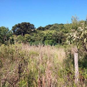 Terreno, no bairro Fatima em Caxias do Sul para Comprar