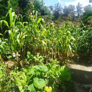 Casa com 143m², 3 dormitórios, 2 vagas, no bairro Desvio Rizzo em Caxias do Sul para Comprar