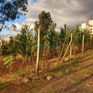 Terreno, no bairro Marechal Floriano em Caxias do Sul para Comprar