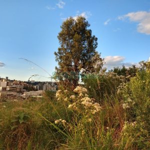 Terreno, no bairro Marechal Floriano em Caxias do Sul para Comprar