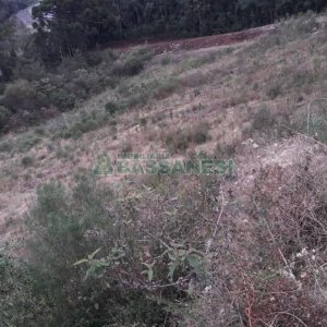 Terreno, no bairro Centro em Flores da Cunha para Comprar