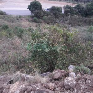 Terreno, no bairro Centro em Flores da Cunha para Comprar