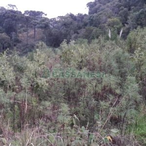 Terreno, no bairro Centro em Flores da Cunha para Comprar
