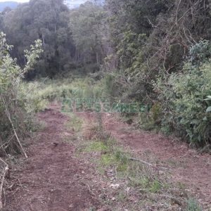 Terreno, no bairro Centro em Flores da Cunha para Comprar