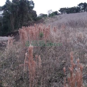 Terreno, no bairro Centro em Flores da Cunha para Comprar