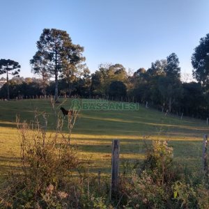 Terreno com 67996m², no bairro São Ciro em Caxias do Sul para Comprar
