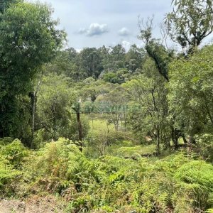 Terreno com 67996m², no bairro São Ciro em Caxias do Sul para Comprar