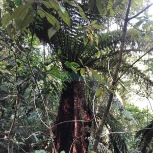 Chácara, no bairro Vila Seca em Caxias do Sul para Comprar