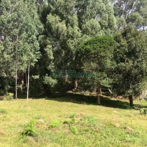 Chácara, no bairro Vila Seca em Caxias do Sul para Comprar