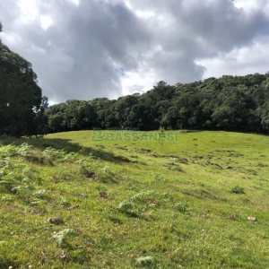 Chácara, no bairro Vila Seca em Caxias do Sul para Comprar