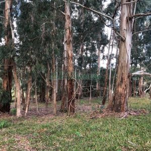 Chácara, no bairro Vila Seca em Caxias do Sul para Comprar