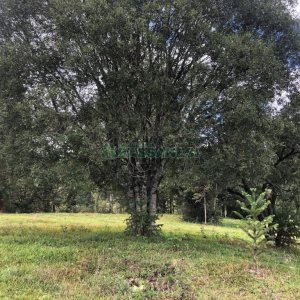 Chácara, no bairro Vila Seca em Caxias do Sul para Comprar