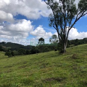 Chácara, no bairro Vila Seca em Caxias do Sul para Comprar