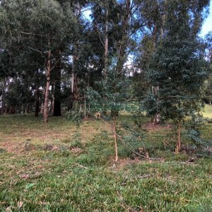 Chácara, no bairro Vila Seca em Caxias do Sul para Comprar