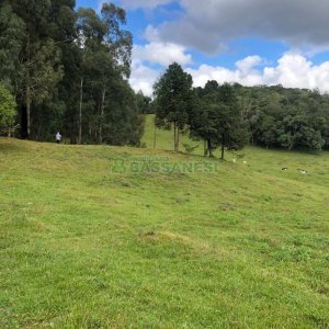 Chácara, no bairro Vila Seca em Caxias do Sul para Comprar