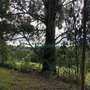 Chácara, no bairro Vila Seca em Caxias do Sul para Comprar