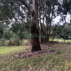 Chácara, no bairro Vila Seca em Caxias do Sul para Comprar