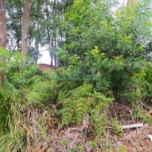 Terreno, no bairro Sanvitto em Caxias do Sul para Comprar