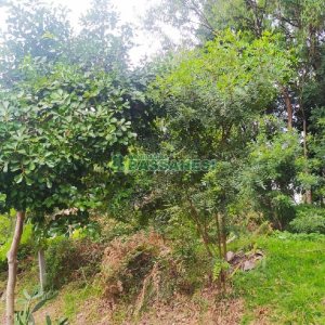 Terreno, no bairro Sanvitto em Caxias do Sul para Comprar