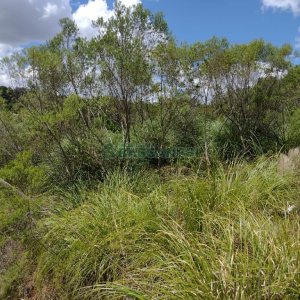Terreno, no bairro Monte Bérico em Caxias do Sul para Comprar