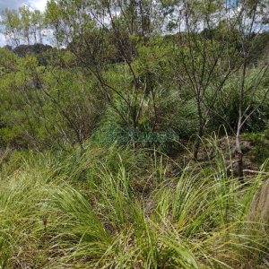 Terreno, no bairro Monte Bérico em Caxias do Sul para Comprar
