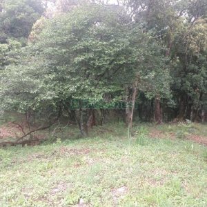 Chácara com 200m², 3 dormitórios, 1 vaga, no bairro Ana Rech em Caxias do Sul para Comprar