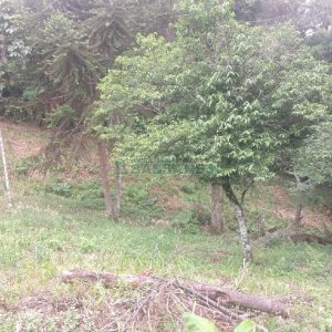 Chácara com 200m², 3 dormitórios, 1 vaga, no bairro Ana Rech em Caxias do Sul para Comprar