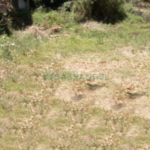 Terreno com 363m², no bairro São Leopoldo em Caxias do Sul para Alugar