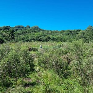 Chácara, no bairro Vila Seca em Caxias do Sul para Comprar