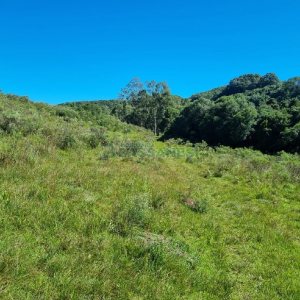 Chácara, no bairro Vila Seca em Caxias do Sul para Comprar