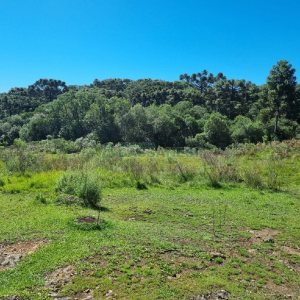Chácara, no bairro Vila Seca em Caxias do Sul para Comprar
