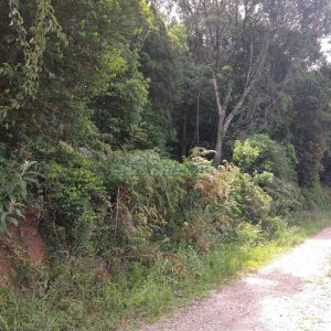 Chácara, no bairro 3 Legua em Caxias do Sul para Comprar