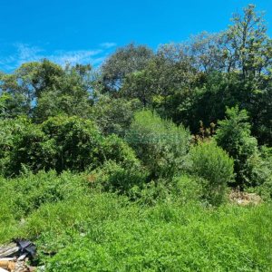 Terreno, no bairro São Caetano em Caxias do Sul para Comprar