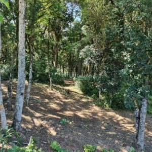 Terreno, no bairro Pedancino em Caxias do Sul para Comprar
