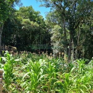 Terreno, no bairro Pedancino em Caxias do Sul para Comprar