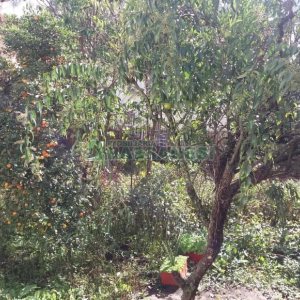 Terreno, no bairro Centro em Caxias do Sul para Comprar