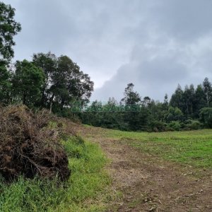 Chácara, no bairro Forqueta em Caxias do Sul para Comprar