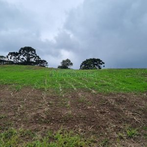 Chácara, no bairro Forqueta em Caxias do Sul para Comprar