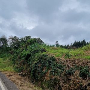 Chácara, no bairro Forqueta em Caxias do Sul para Comprar