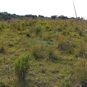 Chácara com 20000m², no bairro Criuva em Caxias do Sul para Comprar