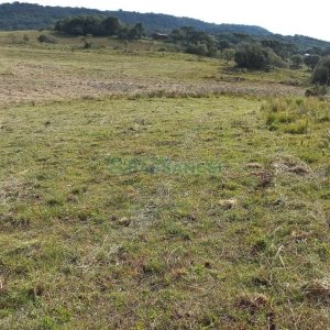 Chácara com 20000m², no bairro Criuva em Caxias do Sul para Comprar