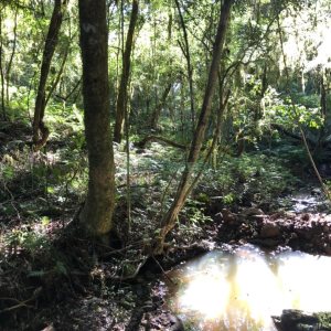 Chácara com 20000m², no bairro Criuva em Caxias do Sul para Comprar