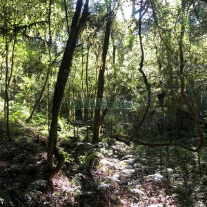 Chácara com 20000m², no bairro Criuva em Caxias do Sul para Comprar