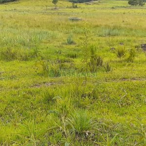 Chácara com 20000m², no bairro Criuva em Caxias do Sul para Comprar