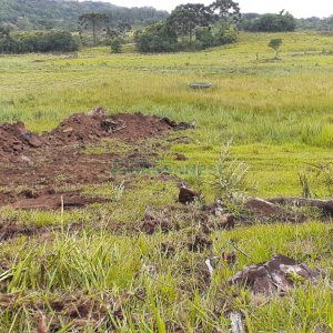 Chácara com 20000m², no bairro Criuva em Caxias do Sul para Comprar
